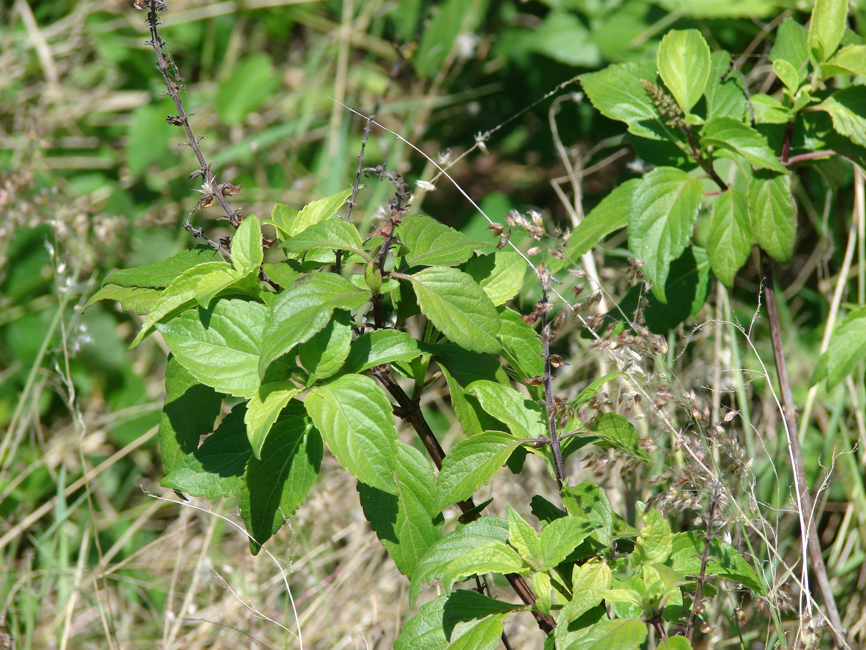 African basil